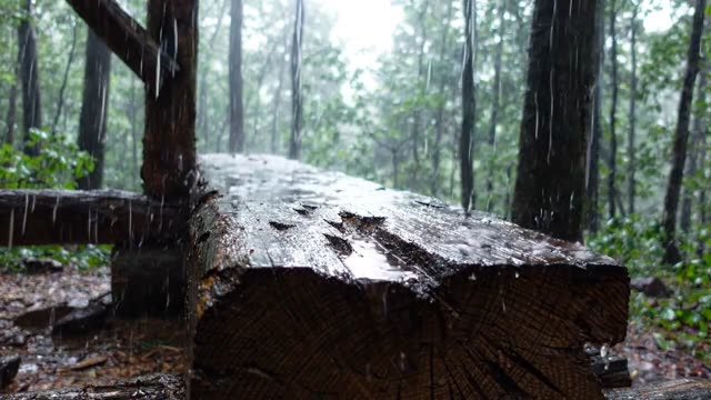 A section of old oak timber beam in a forest structure