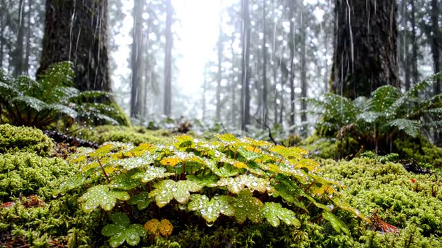 A colony of alternate-leaved golden saxifrage in rain