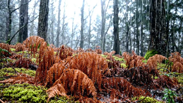 Old bracken fronds collapsing under winter rain