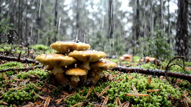 A cluster of sulphur knight mushrooms in pine litter