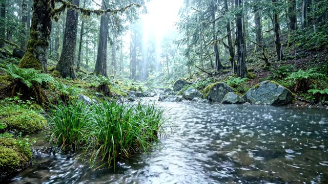 A forest pool with a narrow inlet stream threading through rushes