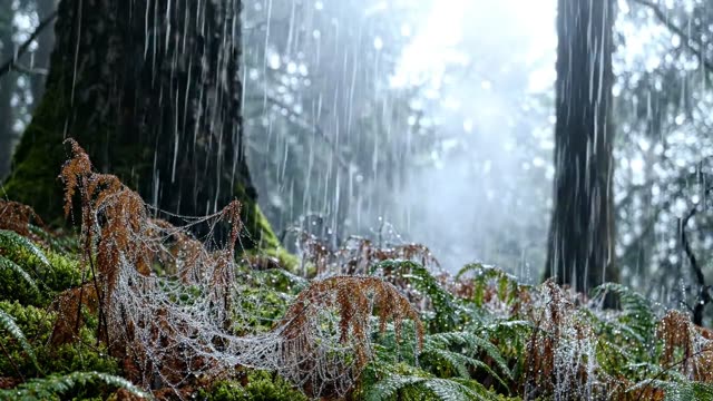 A misty forest morning with rain on cobwebs between bracken