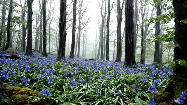 A slow forward drift through a bluebell wood in steady rain
