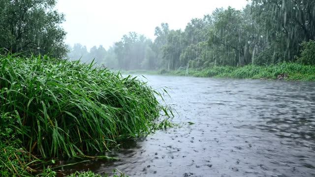 A slow drift along a rain-dimpled river bank of reeds