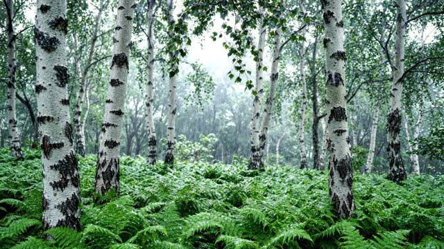 A white-barked birch forest in soft steady rain over a fern carpet