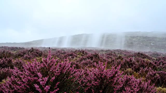 Pink heather moorland in steady rain under low cloud