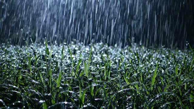 A night meadow of wet grasses silvered by moonlight in rain