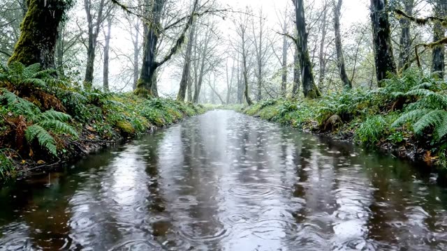 A lowland stream meandering through wet meadow grass in rain (1)
