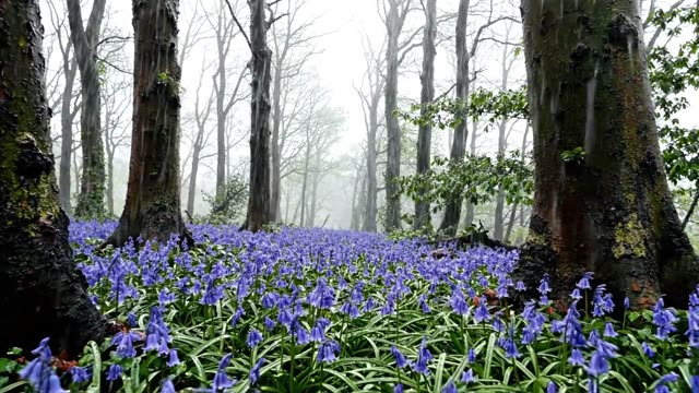 A very slow forward drift between the trunks of a bluebell wood in steady rain