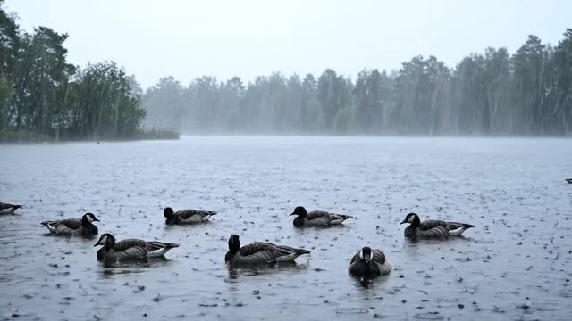 Geese resting on a misty lake in steady rain