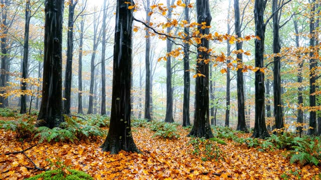 An autumn beech forest with golden leaf litter in steady rain