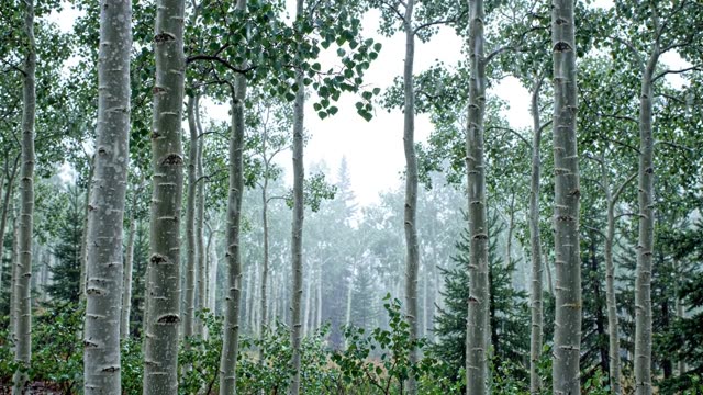 An aspen grove of pale trunks and trembling leaves in rain