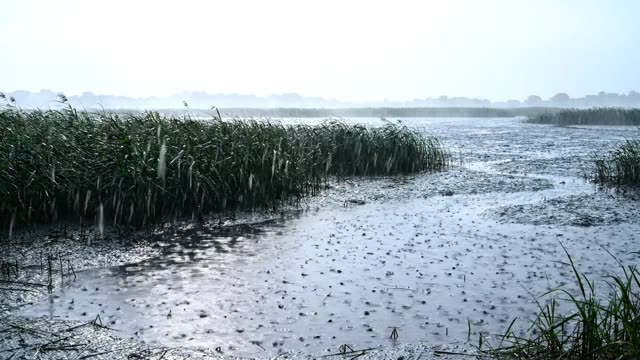 A rain-dimpled estuary of reeds and still pools at low tide