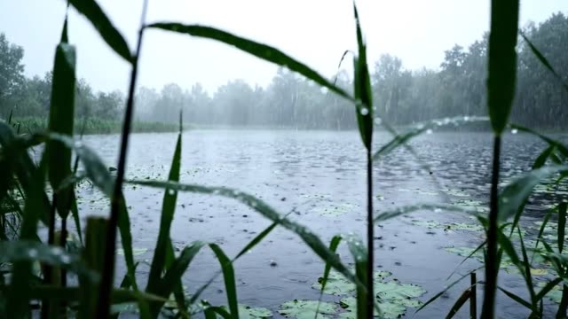 A slow forward glide low over a still pond past foreground reeds toward a misty far shore