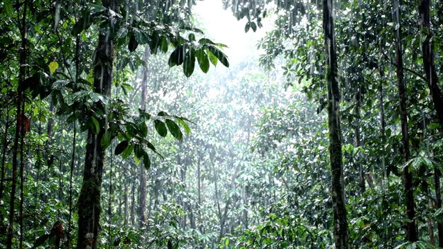 A tropical rainforest canopy in heavy rain with rising mist
