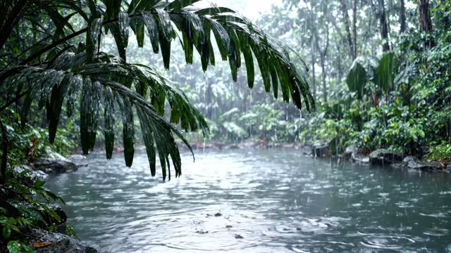 Palm fronds shedding rain over a quiet tropical pool