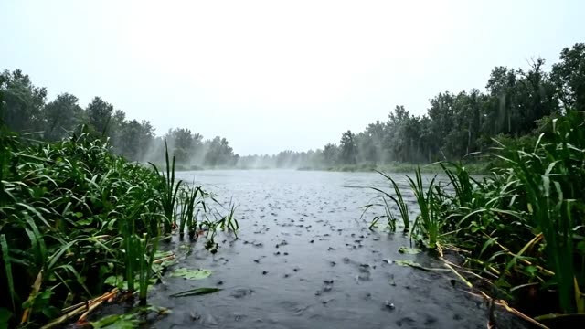 A slow forward glide along a rain-dimpled river between foreground reed banks