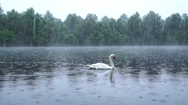 A swan gliding slowly across a still misty lake in rain