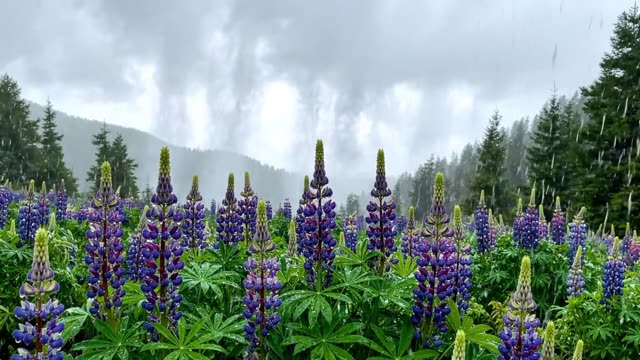 Lupins in a mountain meadow under rain cloud