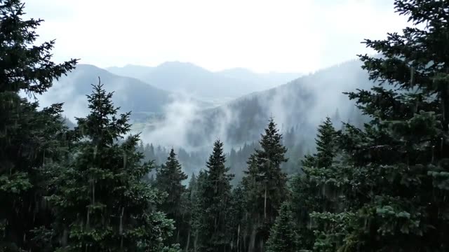 A slow rise above dark pine tops with a misty valley behind