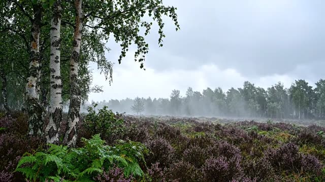 A heath and birch woodland edge under low rain cloud